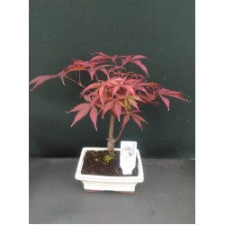 Бонсай-Acer Palmatum