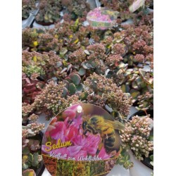 Седум вариегатен - Sedum sieboldii variegatum Седум вариегатен - Sedum sieboldii variegatum