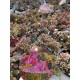 Седум вариегатен - Sedum sieboldii variegatum