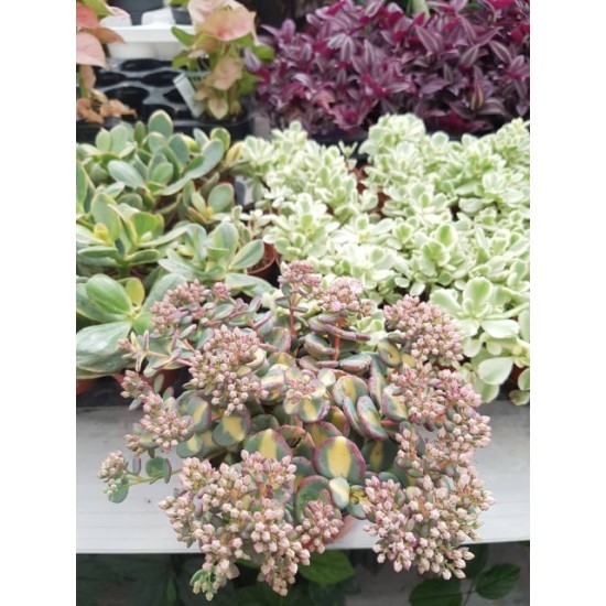 Седум вариегатен - Sedum sieboldii variegatum