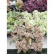 Седум вариегатен - Sedum sieboldii variegatum