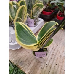 Орхидея Фаленопсис (Phal. Sogo Vivien 'Sogo variegata)