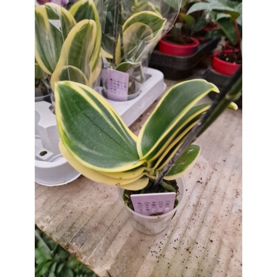 Орхидея Фаленопсис (Phal. Sogo Vivien 'Sogo variegata) Орхидея Фаленопсис (Phal. Sogo Vivien 'Sogo variegata)