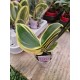 Орхидея Фаленопсис (Phal. Sogo Vivien 'Sogo variegata) Орхидея Фаленопсис (Phal. Sogo Vivien 'Sogo variegata)