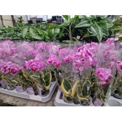 Орхидея Фаленопсис (Phal. Sogo Vivien 'Sogo variegata) Орхидея Фаленопсис (Phal. Sogo Vivien 'Sogo variegata)