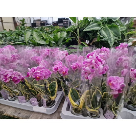 Орхидея Фаленопсис (Phal. Sogo Vivien 'Sogo variegata) Орхидея Фаленопсис (Phal. Sogo Vivien 'Sogo variegata)