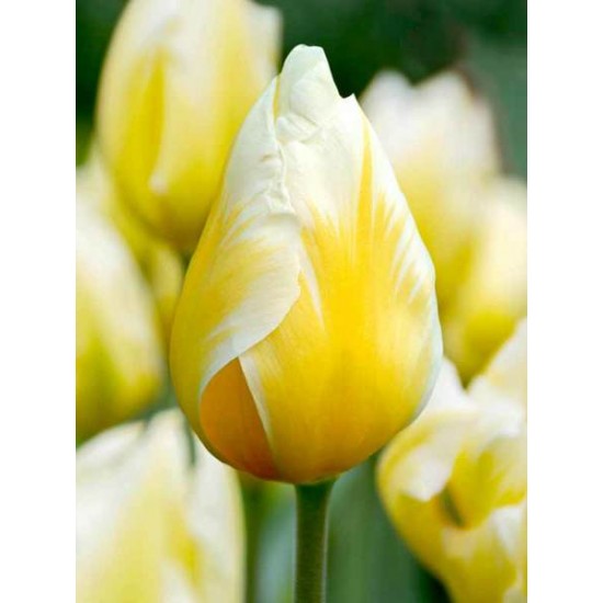 Лале (Tulipa 'Sweet Heart') T155 Лале (Tulipa 'Sweet Heart') T155