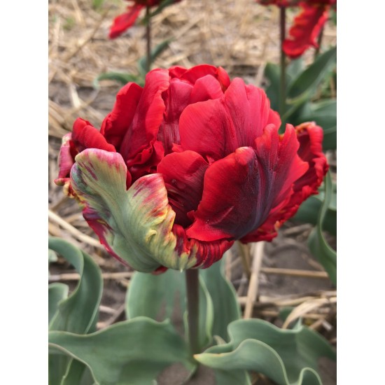 Tulipa ' Rococo'