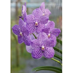 Ванда (Vanda Yano Blue)