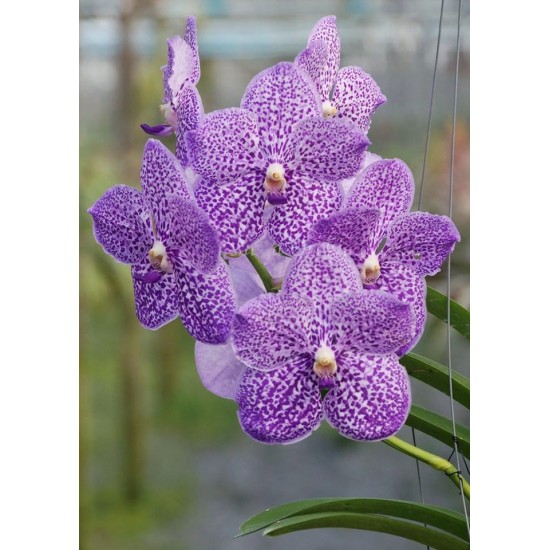 Ванда (Vanda Yano Blue)