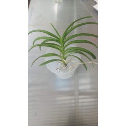 Ванда (vanda tessellata) Ванда (vanda tessellata)