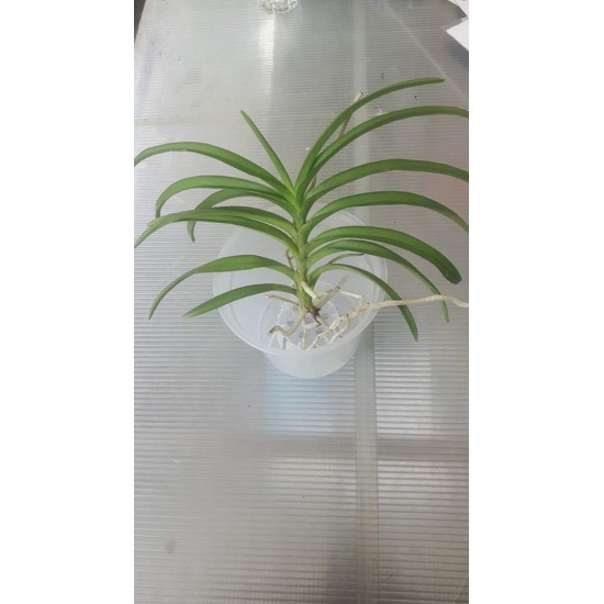 Ванда (vanda tessellata)