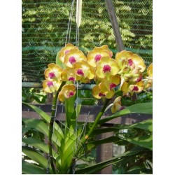 Ванда (Vanda Somsri Sunlight)