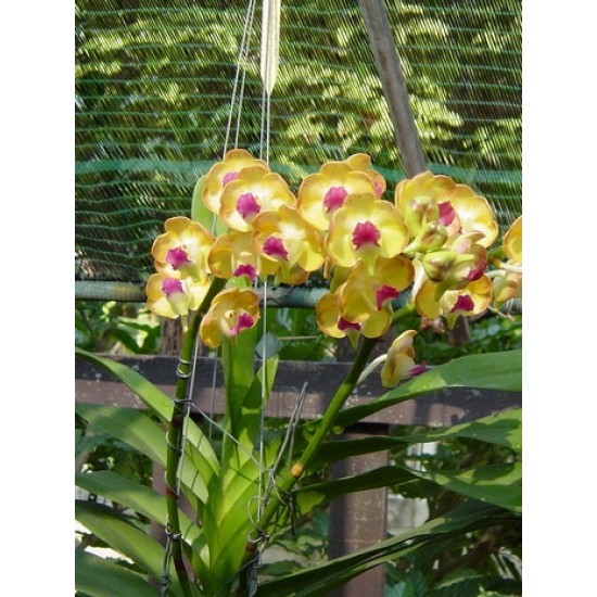 Ванда (Vanda Somsri Sunlight)