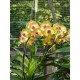 Ванда (Vanda Somsri Sunlight)