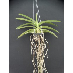 Ванда (Vanda kulwadee fragrance)