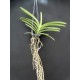 Ванда (Vanda Gordon Dillon x Bitzs Heartthrob)