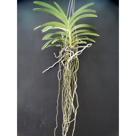 Ванда (Vanda Yano Blue)