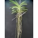 Ванда (Vanda Yano Blue)