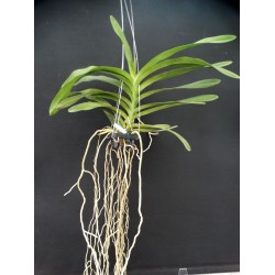 Ванда (Vanda Somsri Sunlight)