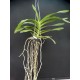 Ванда (Vanda Somsri Sunlight)