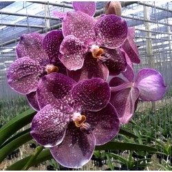Ванда (Vanda Gordon Dillon x Bitzs Heartthrob)