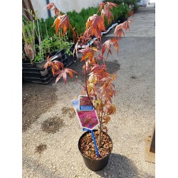 Японски клен (Аcer palmatum 'Аtropurpureum')
