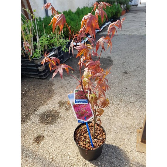 Японски клен (Аcer palmatum Аtropurpureum)