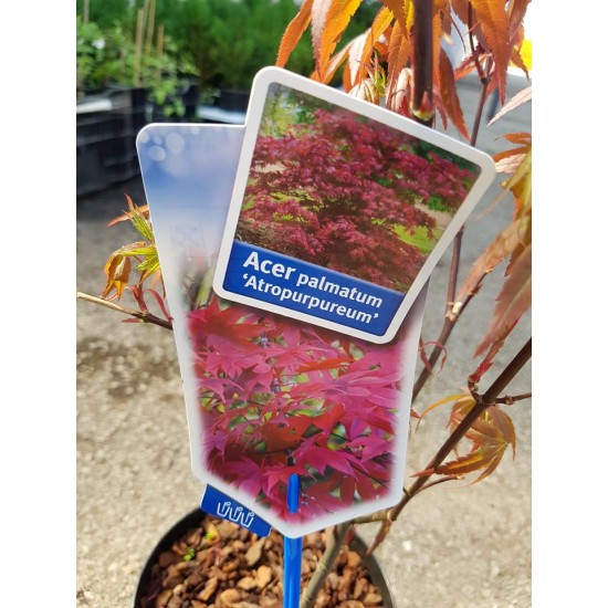 Японски клен (Аcer palmatum Аtropurpureum)