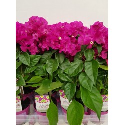Бугенвилия (Bougainvillea)