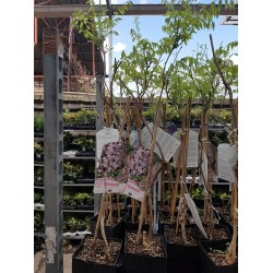Вистерия (Wisteria floribunda 'Rosea') Вистерия (Wisteria floribunda 'Rosea')