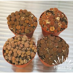 Lithops - Living stones