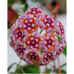 Хоя (Hoya meliflua)