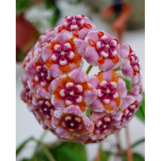 Хоя (Hoya meliflua)
