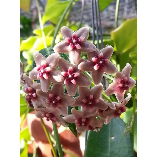 Хоя (Hoya rubida)