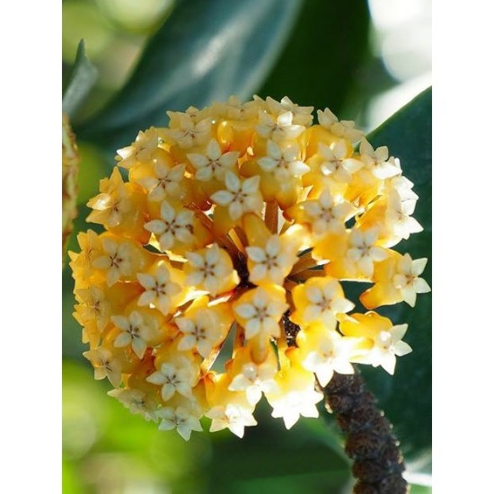 Хоя (Hoya Kenejiana)