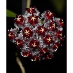 Хоя (Hoya sp. ut 042)