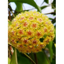 Хоя (Hoya mindorensis, yellow )
