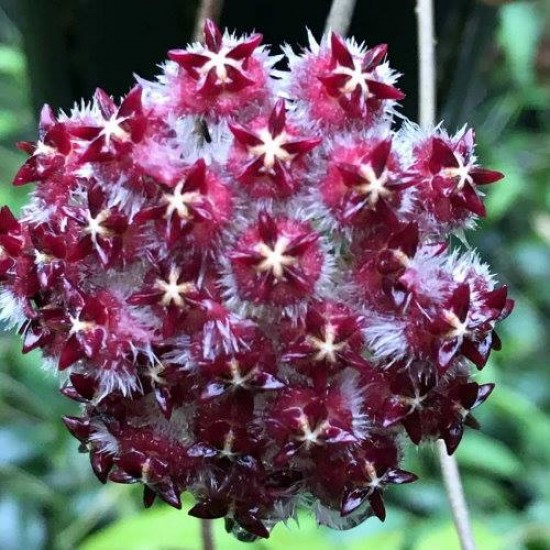 Хоя (Hoya sp. ut 043)