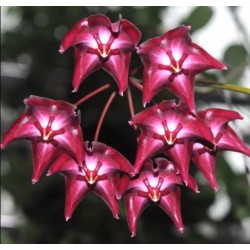 Хоя (Hoya magillivrayii)