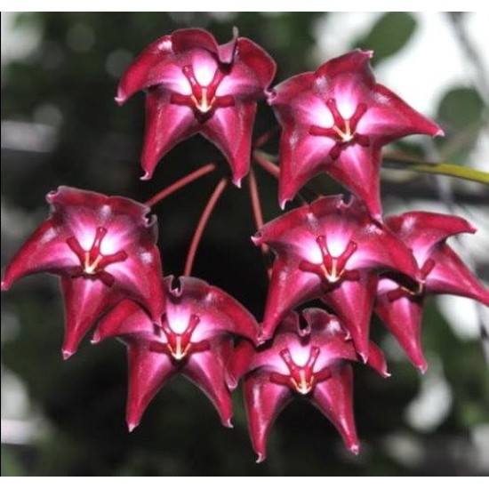 Хоя (Hoya magillivrayii)