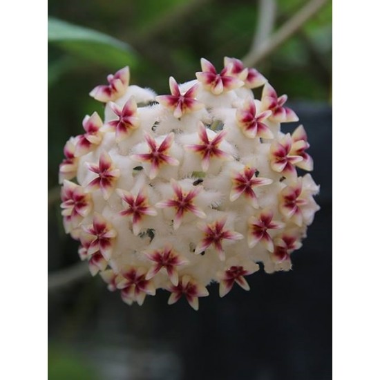 Хоя (Hoya erythrostemma banglane) - резник