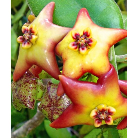 Хоя (Hoya affinis) - резник