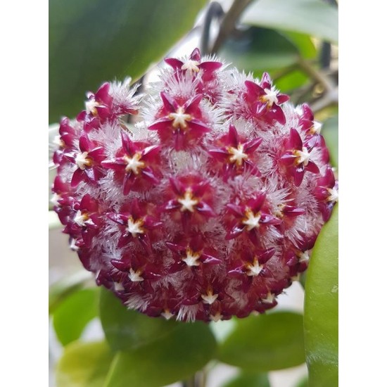 Хоя (Hoya mindorensis,red)