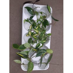 Хоя (Hoya) - резник Микс 10 бр.