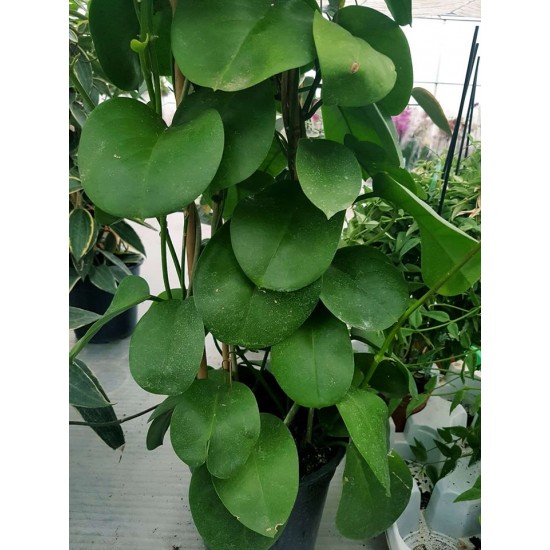 Хоя (Hoya) PR4264 - резник