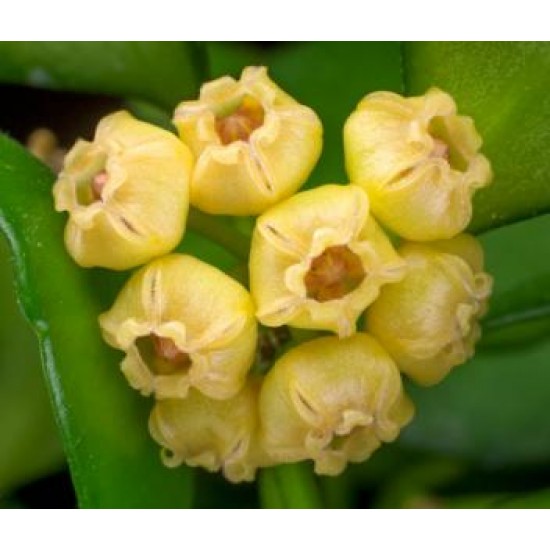 Хоя (Hoya heuschkeliana,yellow) - резник