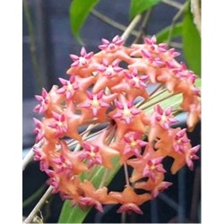 Хоя (Hoya sp. Philippines DMV 1622)