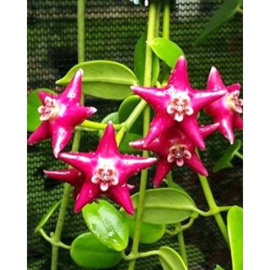 Хоя (Hoya coronaria (red) )