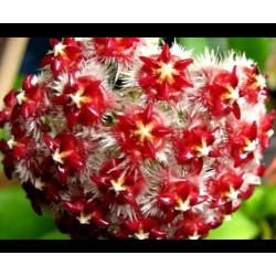 Хоя (Hoya mindorensis 'Red Star')